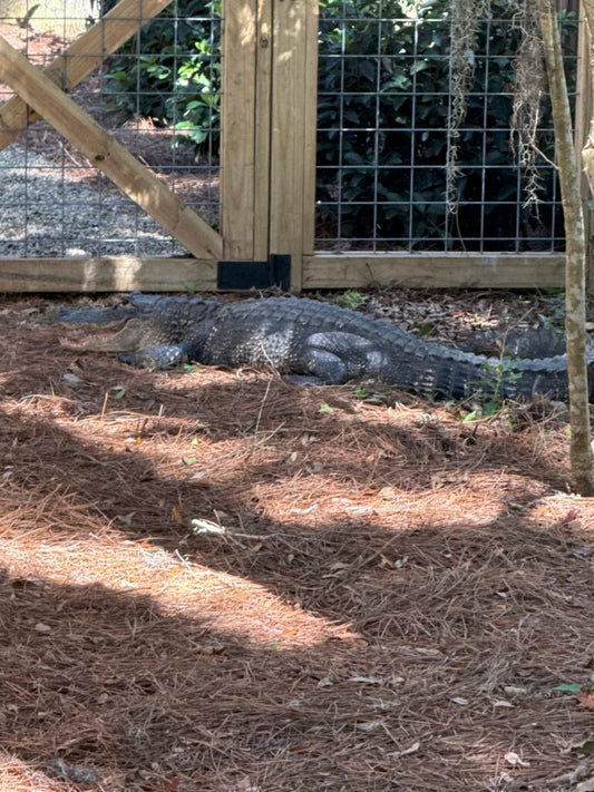 Meet My Neighbor The Alligator